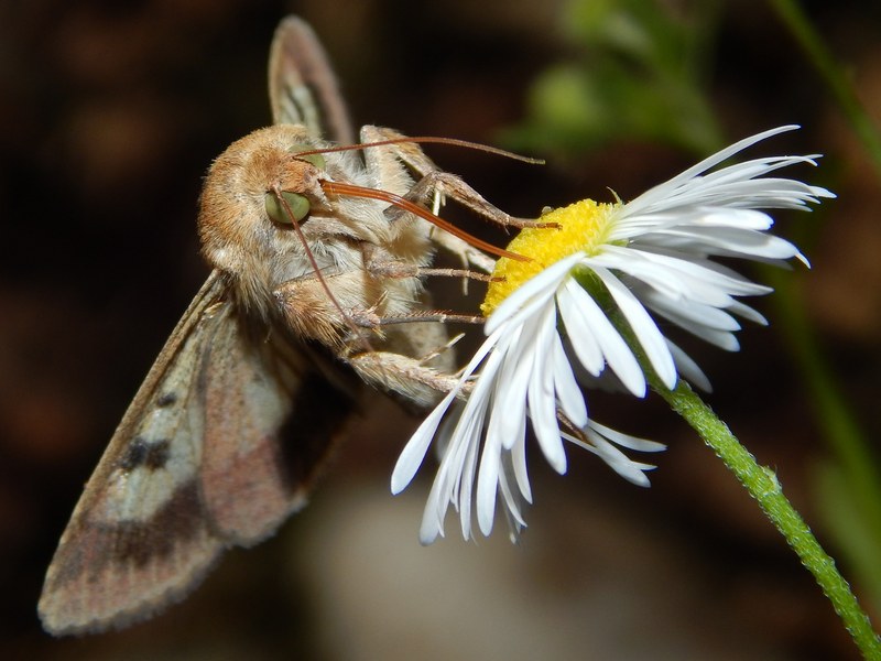 Helicoverpa armigera? - Si